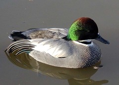 Falcated Duck